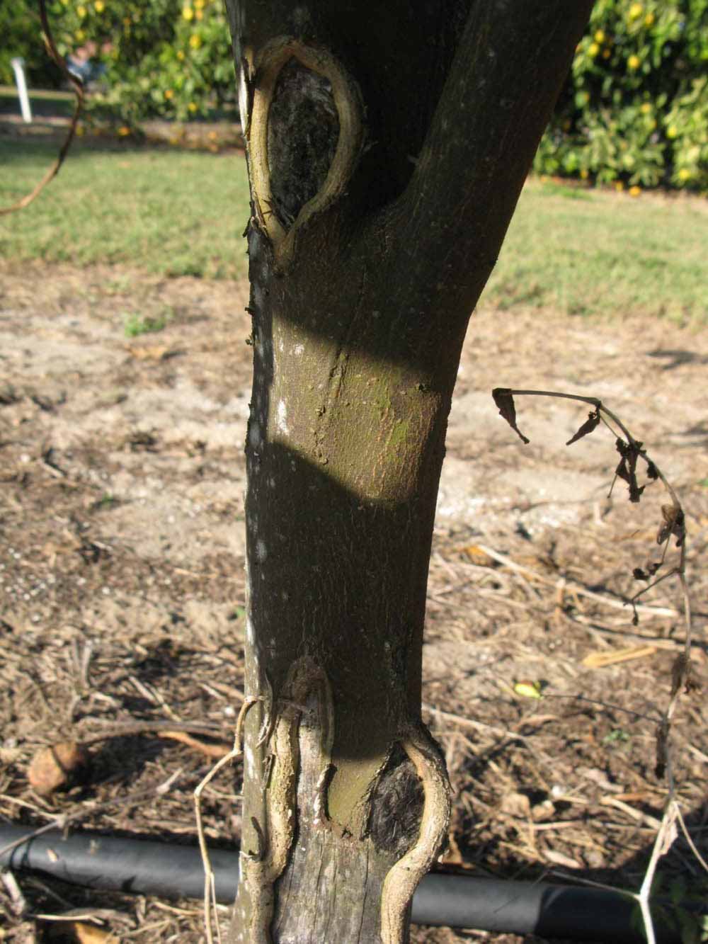              Bark (Winter Haven, FL)       